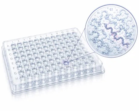 Cells lysed and proteins extracted and denatured in a 96-well plate