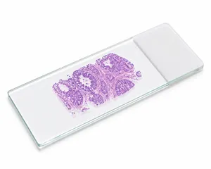 An FFPE tissue slide