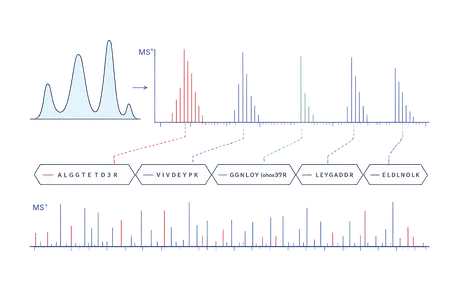 Mass spectra interpreted into identified peptides
